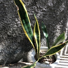 ②トラノオ　サンスベリアの画像