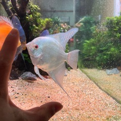 魚の画像