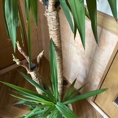 観葉植物　ユッカの画像