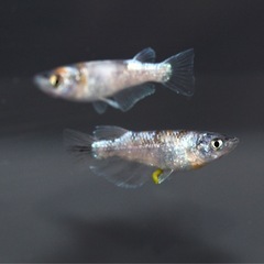 1/24(土) 　JAあつぎ あぐりべぇ メダカ出荷の画像