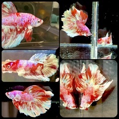 ベタ   稚魚5匹セット 親写真ありの画像