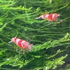 レッドビーシュリンプの画像