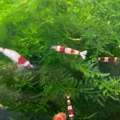 レッドビーシュリンプの画像