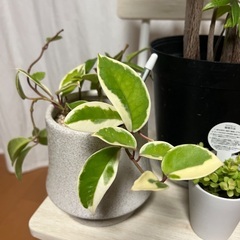 観葉植物まとめてあげます（ホヤ、ペペロミア、パキラ）の画像