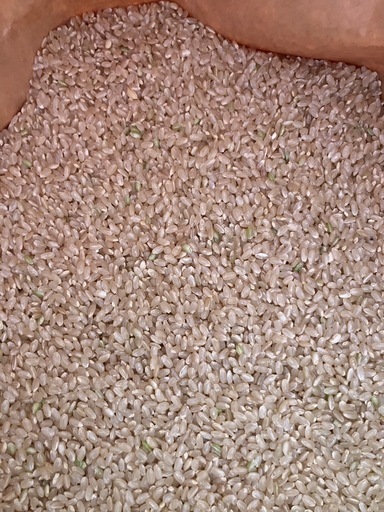 青森県産まっしぐら令和7年産-30kg を2袋
