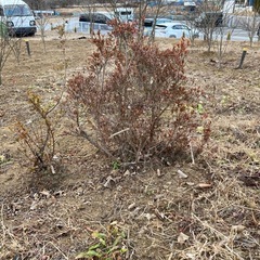 ツツジ　2本分の画像