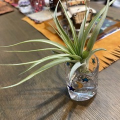 エアブランツ　チランジア1株の画像