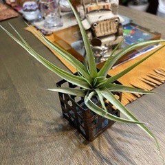 エアブランツ　チランジア1株の画像