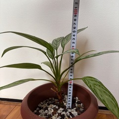 【✨おしゃれ✨】アグラオネマ・シルバークイーンの画像