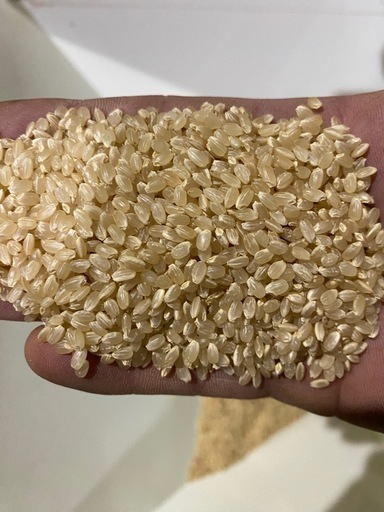 令和7年産行方市　コシヒカリ　30キロ玄米
