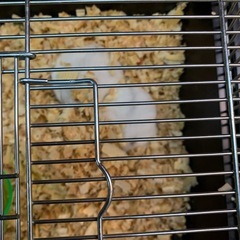 パールホワイトハムスター宜しくお願い致します