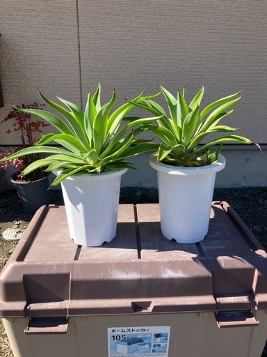 観葉植物　アガベ　南天
