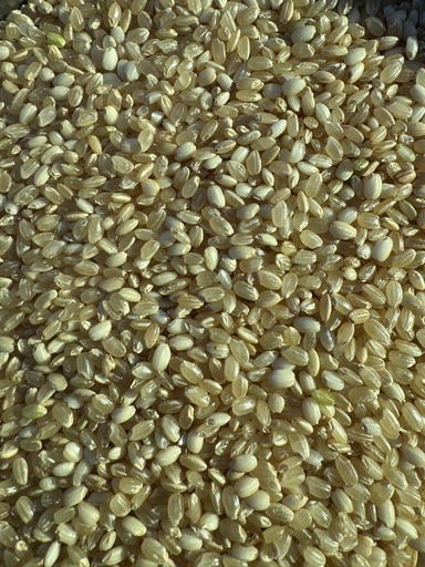令和7年茨城産　玄米　35kg     安くて美味しいお米