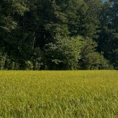 令和7年産　ひとめぼれ　 の画像