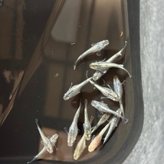 メダカ15匹 (サバンナ産サボテン)の画像