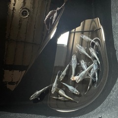 メダカ15匹 (サバンナ産サボテン)の画像