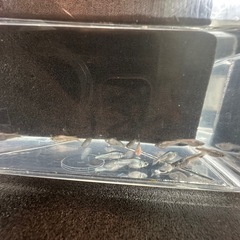 メダカ15匹 (サバンナ産サボテン)の画像