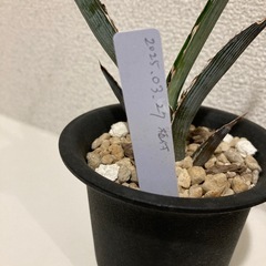 観葉植物　アガベ　xylonacansa blueの画像