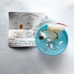 うちのこけだまだま　シャムの画像