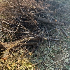 無料　丸太　木　枝　薪　の画像