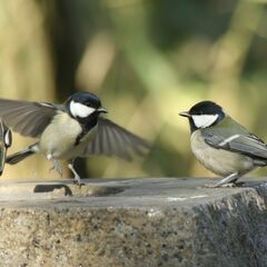 ビデオカメラ、まだ新品、箱入　ポータブルVloggingカメラレコーダー、2.0インチ画面、16倍デジタルズーム、マイク付き、手ぶれ防止、ループ録画の画像