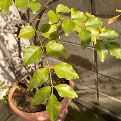 【お取引き先決定】鉢植え🪴の画像