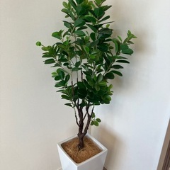 フェイクグリーン フランスゴムの画像