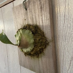 
ビカクシダ　板付けの画像