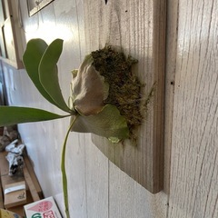  ビカクシダ板付け
の画像