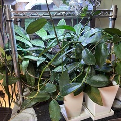 アガベ、ビカク、ホヤ、蘭の画像