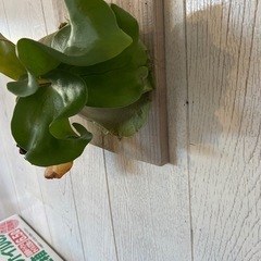 ビカクシダ板付けの画像