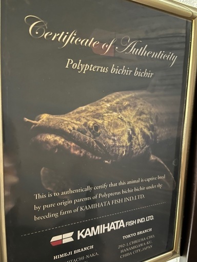 熱帯魚、ポリプテルス