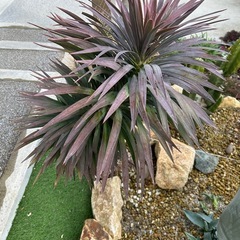 デスメティアーナの画像