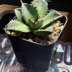 斑入りノーネーム　オテロイの画像