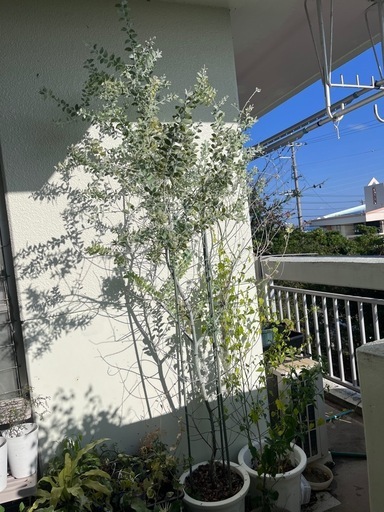 ミモザ