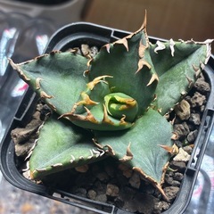 アガベ　ノーネーム子株 付き発根活着済みの画像