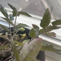 高級ミニトマトの苗　まんまミーヤの画像