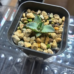 アガベ　黒鯨発根済み！の画像