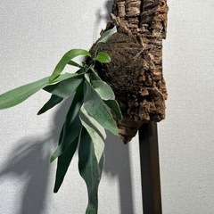 【観葉植物】ビカクシダ （コウモリラン） ビーチーコルク板仕立ての画像