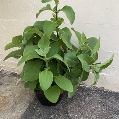 マンジェリコンの画像