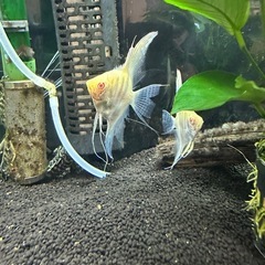 アルビノダンタムエンゼルフィッシュ2匹の画像