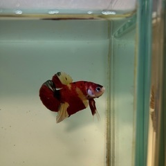 ⑤ベタ プラカット オスの画像