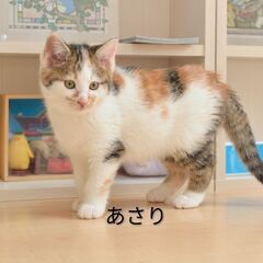 可愛い三毛猫三姉妹の三毛ちゃん