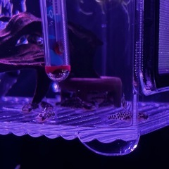 ゴールデンレオパードタティア27の画像