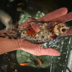 金魚（朱文金の画像