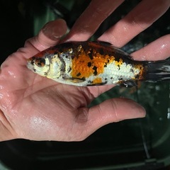 金魚（銀鱗フナ尾の画像