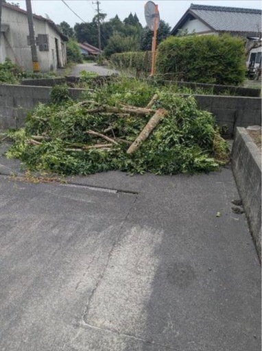 木の伐採、剪定！まずはご相談を！