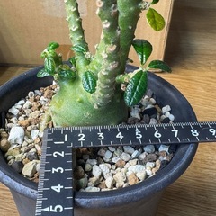 実生】ドルステニア ギガスの画像