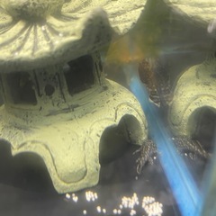 5匹300円 ミニブッシー プレコの画像