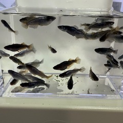 橙(とう)めだか‼️1匹 500円の画像